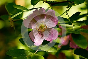 Pink wild rose blooming on sunny spring day