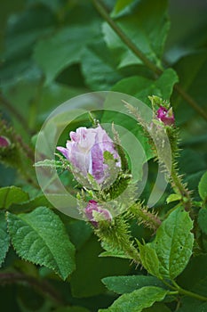 Pink wild rose with buds