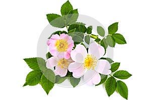 Pink wild rose or dog rose flowers with green leaves. Over white