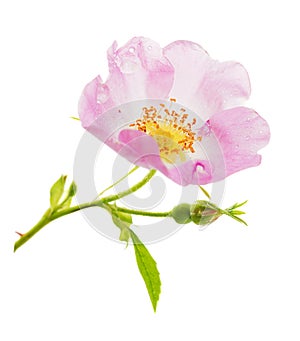 Pink wild rose flower