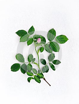 Pink wild rose flower, blooming bud of dog-rose, rosehip white background