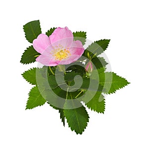 Pink wild rose flower, bud and leaves isolated