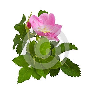 Pink wild rose flower, bud and leaves isolated