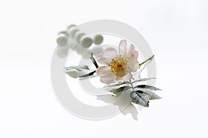 Pink wild rose flower with green petals, laid on a white table and behind it transparent small balls through which light passes