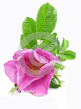 Pink wild rose flower with leaves