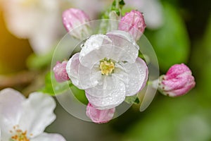 pink wild rose flowers in spring warm day. Beautiful nature scene with blooming tree and sun flare. Spring flowers. Springtime