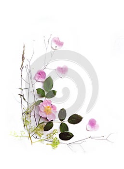 Pink wild rose and leaves on a white canvas background