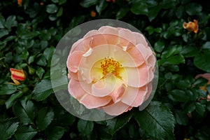 Pink Wild Rose Macro Closeup photo