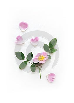 Pink Wild Rose, petals and leaves isolated on a white canvas, Background with Real Shadow. Garden Flowers in frame.