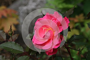 Pink Wild Roses Flowers in a Rustic Enchanted Forest. Floral Art and Floristry.