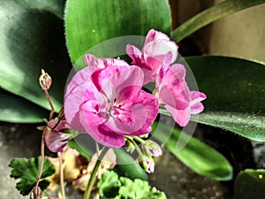Pink wildemalva flower - close up