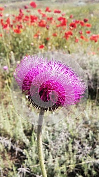 Pink wildflower close-up and poppy meadow on the backside photo