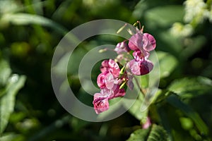 Pink wildflower in morning dew closeup with lush green leaves in sunbeams, contrast, macro. Wild flower background photo