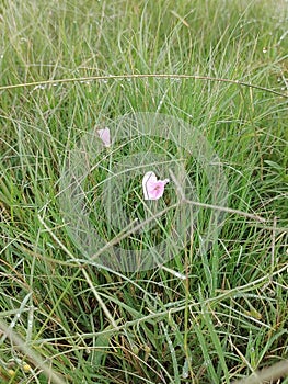 Pink wildflower taken with a Nokia 8.3 in the garden