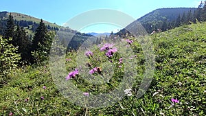 Pink wildflower at the top of the mountain