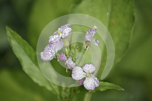 pink wildflowers with dew drops