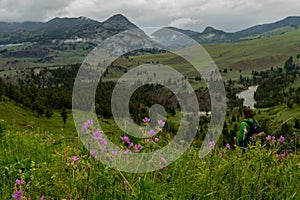 Pink Wildflowers in front of Woman Hiking