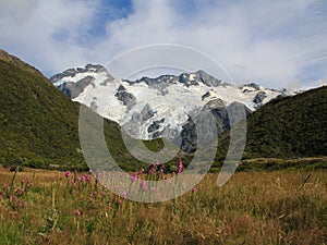 Pink wildflowers, glacier and high mountains Mount Sefton and the  Footstool