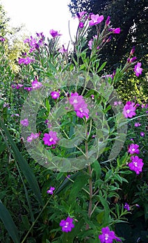 Pink wildflowers, Great Willowherb, Epilobium Hirsutum