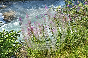 Pink Wildflowers Lake Louise Banff National Park Alberta Canada