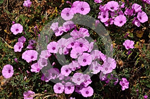 Pink wildflowers, Morning glory