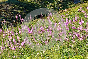 pink wildflowers over alpine meadow near rainier in washington