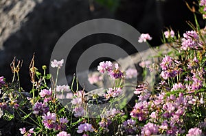 Pink wildflowers on rocky background.