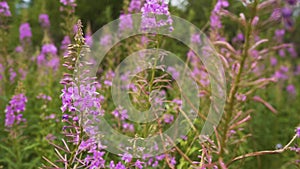 Pink Wildflowers Sway in the Wind. Rose Flowers of Fireweed, Ivan Chaya. Pink Blooming Sally Fireweed or Ivan Tea on the