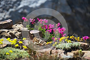 Pink wildflowers on a trail in Yosemite National Park