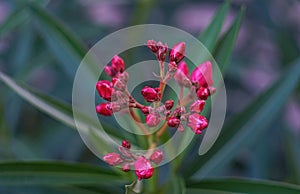 Pink willow flower