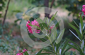 pink willow flower