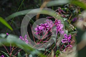 Pink willowherb flowers in Harz Mountains National Park, Germany