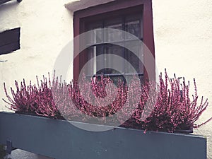 Pink window flowers
