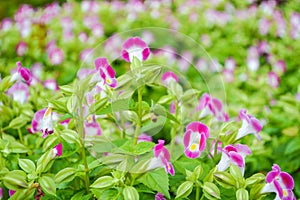 pink Wishbone flower