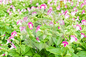 Pink wishbone flower