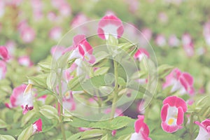 Pink Wishbone flower in garden