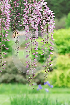 Pink Wisteria