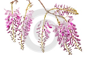 Pink wisteria flowers photo