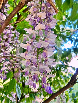 pink wisteria, spring flowers, hanging flower rhizomes, long hanging wisteria buds, May flowers photo