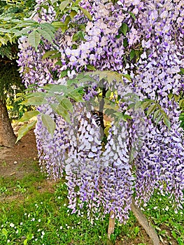 pink wisteria, spring flowers, hanging flower rhizomes, long hanging wisteria buds, May flowers photo