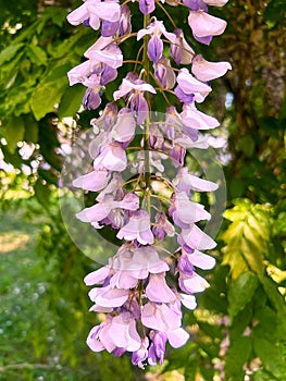 pink wisteria, spring flowers, hanging flower rhizomes, long hanging wisteria buds, May flowers photo