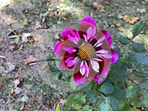 Pink Yankee Doodle Collarette Dahlia