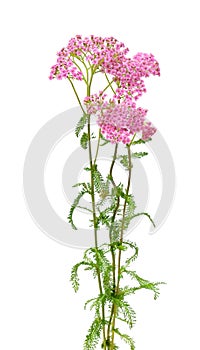 Pink yarrow