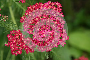 Pink Yarrow flowers