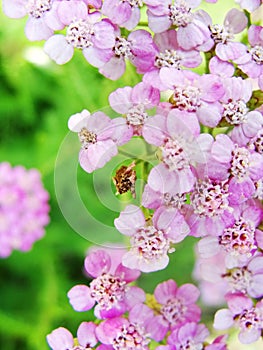 Macro photo of pink yarrow flowers in a cultivated garden. photo