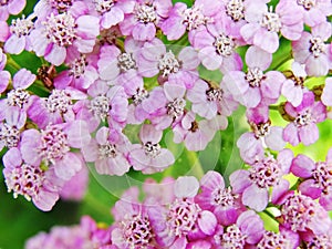 Macro photo of pink yarrow flowers in a cultivated garden. photo