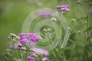 Pink Yarrow Summerflowers Across Green