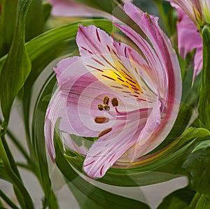 Pink yellow alstromeria flower spiral effect photo