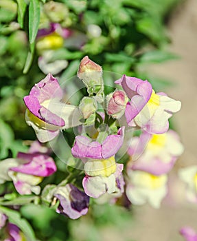 Pink with yellow Antirrhinums, dragon flowers or snapdragons