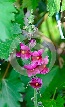 Pink with yellow Antirrhinums, dragon flowers or snapdragons, cl photo